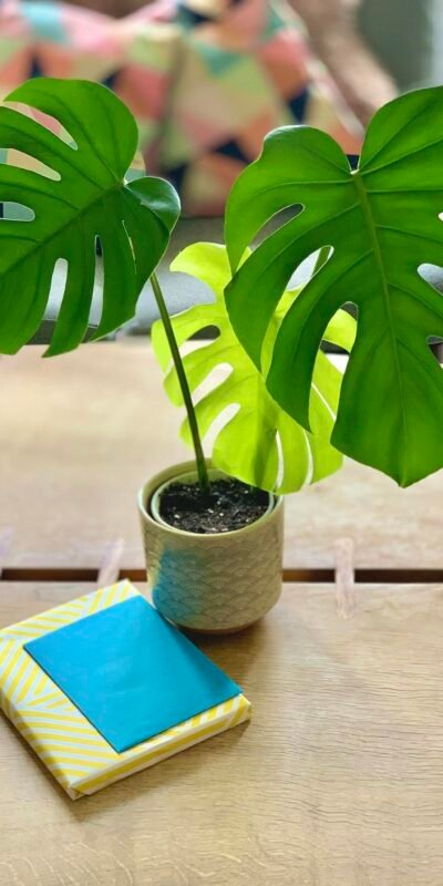 Bright monstera plant in a decorative pot on a wooden table, adding a tropical touch to the indoor lounge.