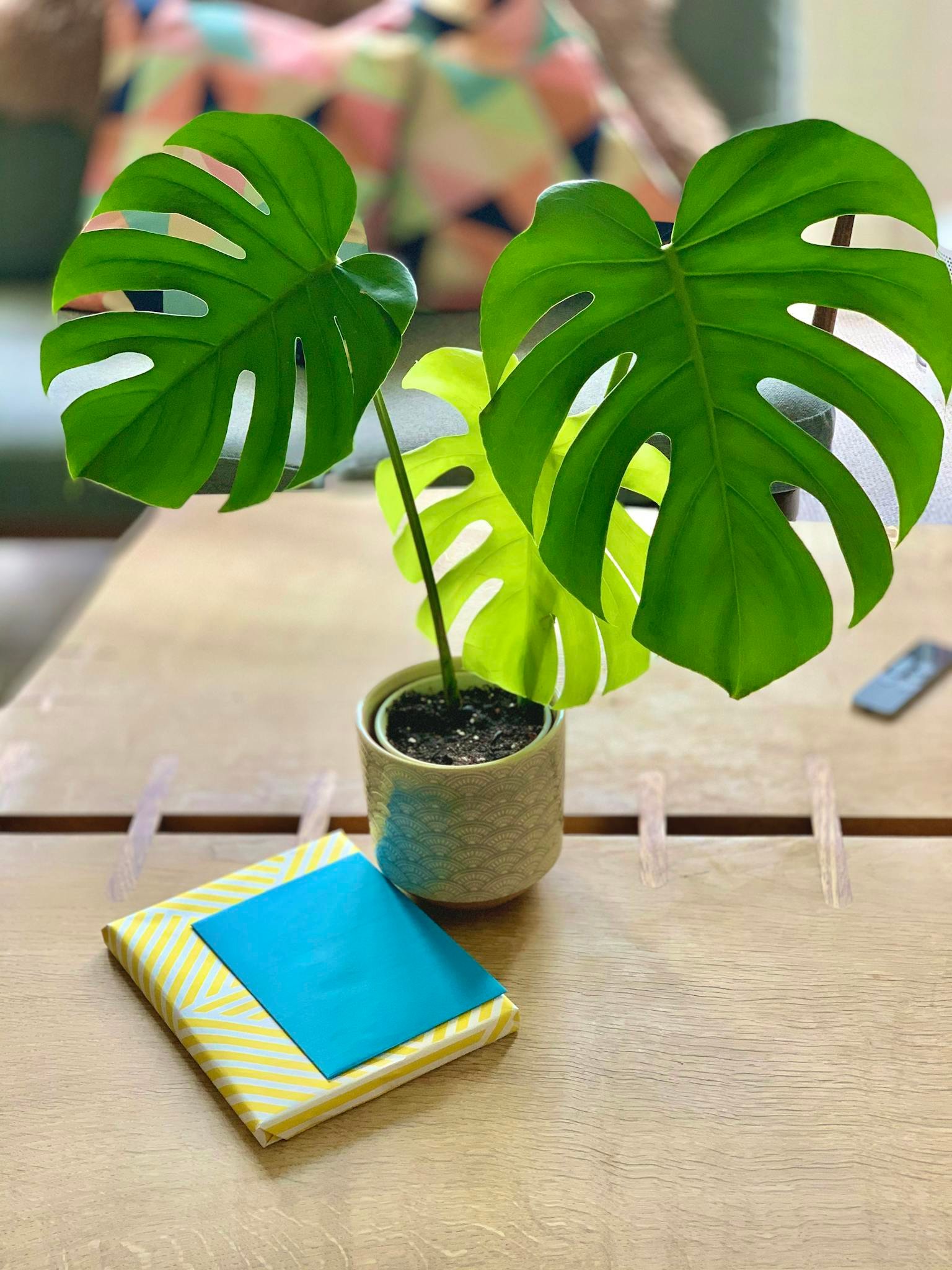 Bright monstera plant in a decorative pot on a wooden table, adding a tropical touch to the indoor lounge.